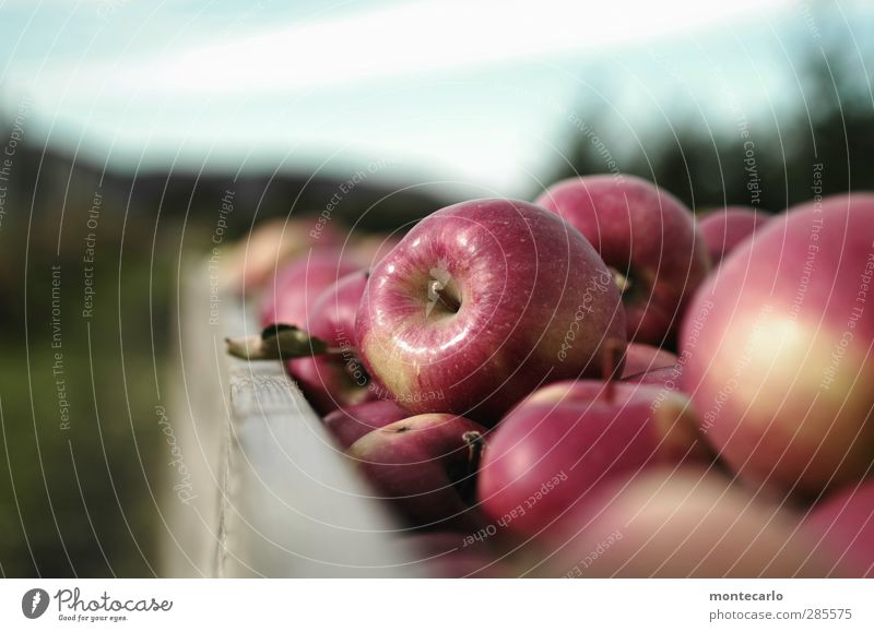 esst mehr äpfel... Lebensmittel Frucht Apfel Umwelt Natur Herbst authentisch fest frisch lecker natürlich rund saftig süß rot Ernte Farbfoto mehrfarbig