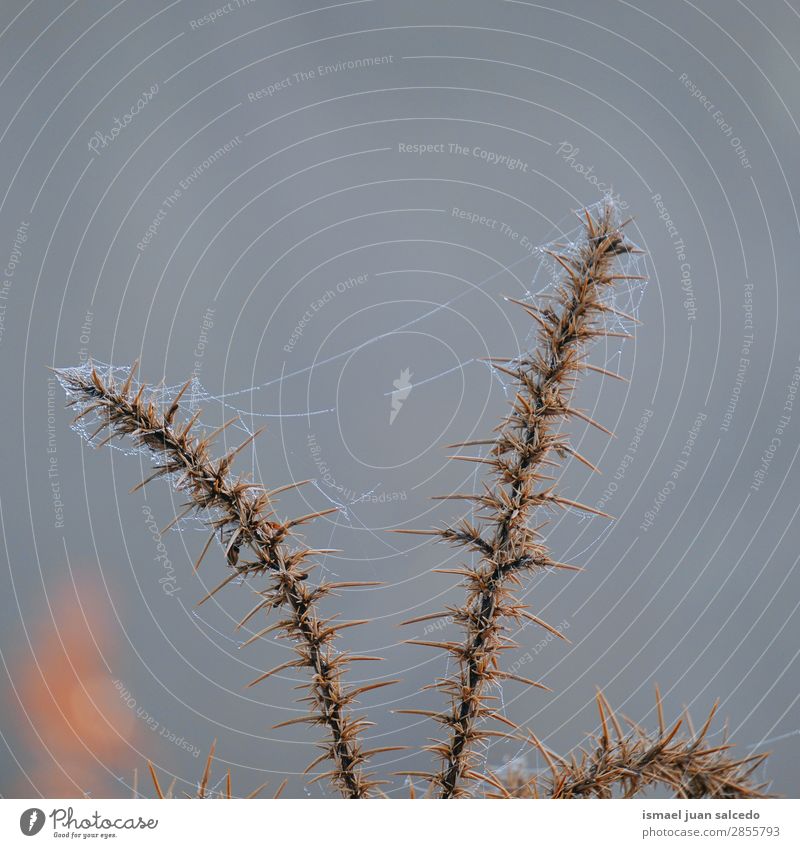 Spinnennetz auf der Pflanze Blume Farbe Internet Garten geblümt Natur Dekoration & Verzierung Romantik Beautyfotografie zerbrechlich Hintergrund Frühling Sommer