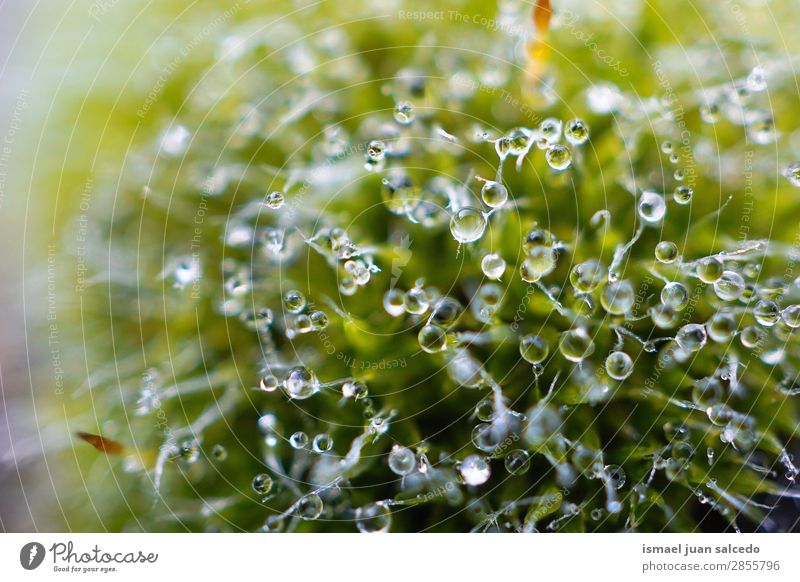 Tropfen auf die grüne Pflanze Blatt Regen glänzend hell Garten geblümt Natur abstrakt Konsistenz frisch Außenaufnahme Hintergrund Beautyfotografie zerbrechlich