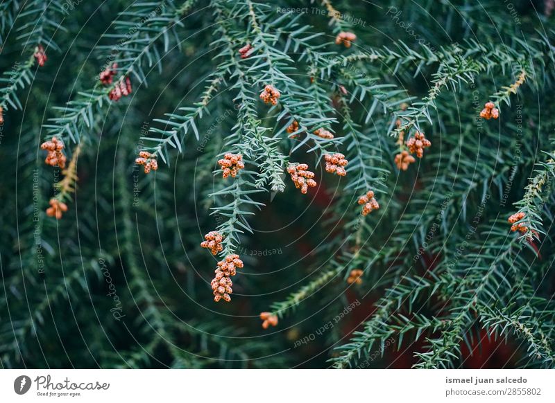 grüne Äste Baum Ast Pflanze Blatt Garten geblümt Natur abstrakt Konsistenz Hintergrund Frühling Sommer Herbst Winter
