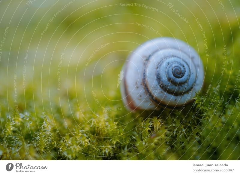 Schnecke in der Natur Riesenglanzschnecke Tier Wanze weiß Insekt klein Panzer Spirale Pflanze Garten Außenaufnahme zerbrechlich niedlich Beautyfotografie