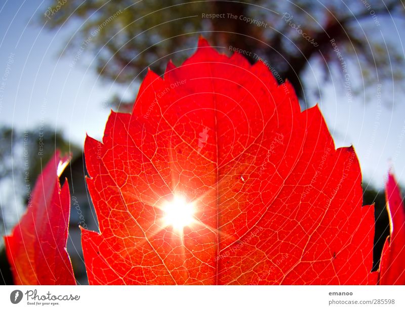 Rotlicht Umwelt Natur Landschaft Pflanze Himmel Herbst Klima Wetter Baum Blatt fallen leuchten Wachstum dünn hell natürlich Wärme rot Loch Sträucher Färbung