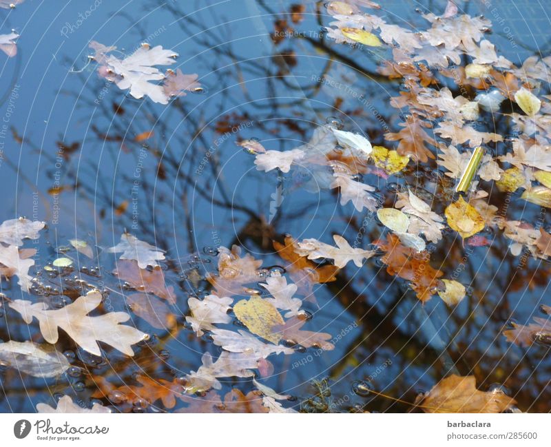 sich verändern... Umwelt Luft Wasser Himmel Sonnenlicht Herbst Schönes Wetter Baum Blatt Park Teich See fallen Schwimmen & Baden viele wild blau braun gelb