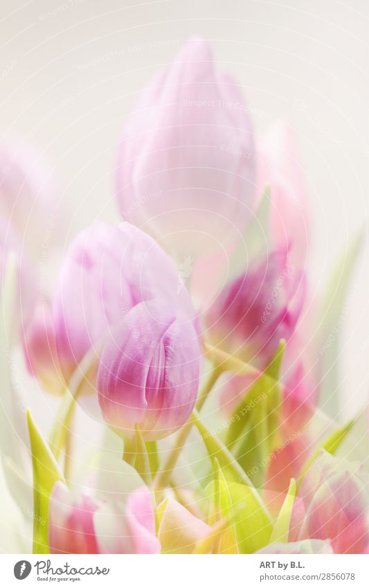 ein Hauch von Frühling Tulpe Blüte Farbe Gefühle Stil Stimmung Farbfoto Außenaufnahme Innenaufnahme Textfreiraum oben Morgen Tag Licht Blick nach vorn