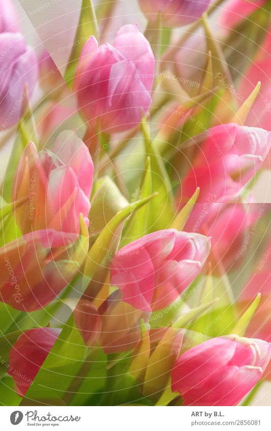 der Frühling naht Natur Pflanze Blume Tulpe Gefühle Leben Überraschung Erwartung Lebensfreude Farbfoto Außenaufnahme Innenaufnahme Detailaufnahme Experiment