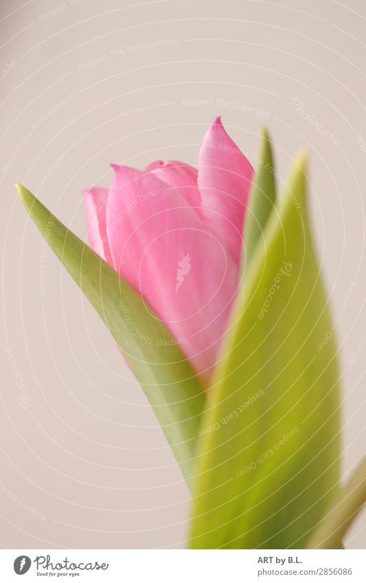 etwas schüchtern Natur Pflanze Frühling Blume Tulpe frisch schön grün rosa Farbfoto Gedeckte Farben Textfreiraum links Textfreiraum oben Morgen Tag