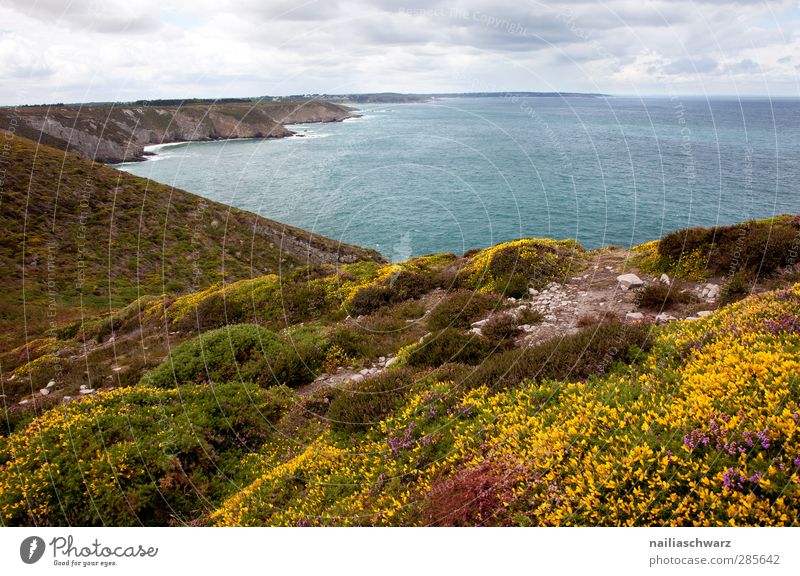 Cap Frehel Umwelt Natur Landschaft Pflanze Erde Wasser Himmel Wolken Sommer Heide mehrfarbig Blumenwiese Küste Meer Atlantik Bretagne Klippe blau braun gelb