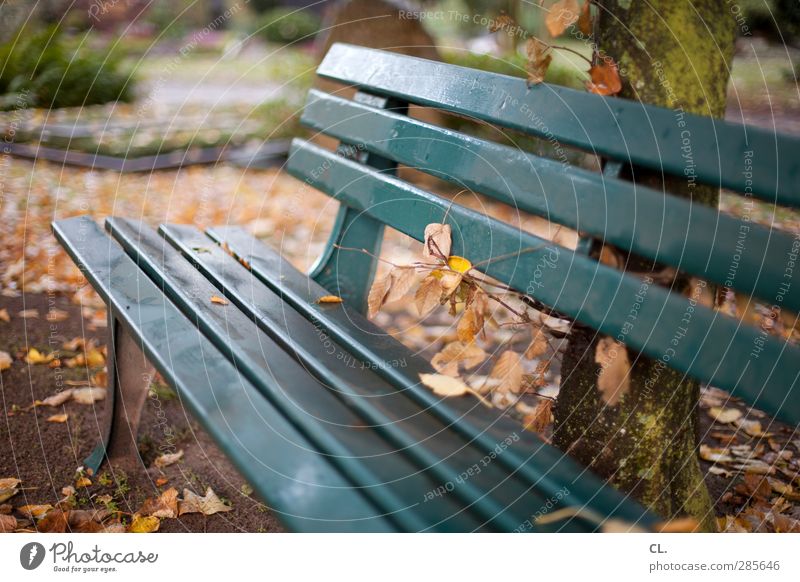 ruheplatz Natur Landschaft Herbst Baum Blatt Park sitzen warten ruhig Einsamkeit Erholung Idylle Pause stagnierend Vergänglichkeit Bank Herbstlaub herbstlich