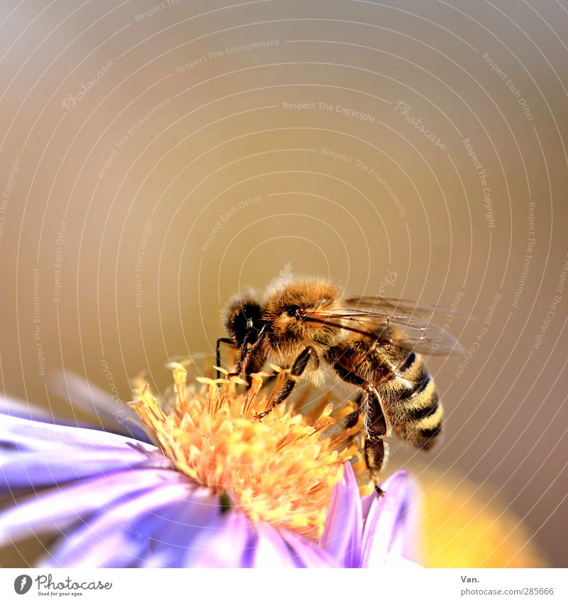 von Bienchen und Blümchen Natur Pflanze Tier Blume Blüte Garten Wildtier Biene Flügel 1 Wärme weich gelb Farbfoto mehrfarbig Außenaufnahme Nahaufnahme