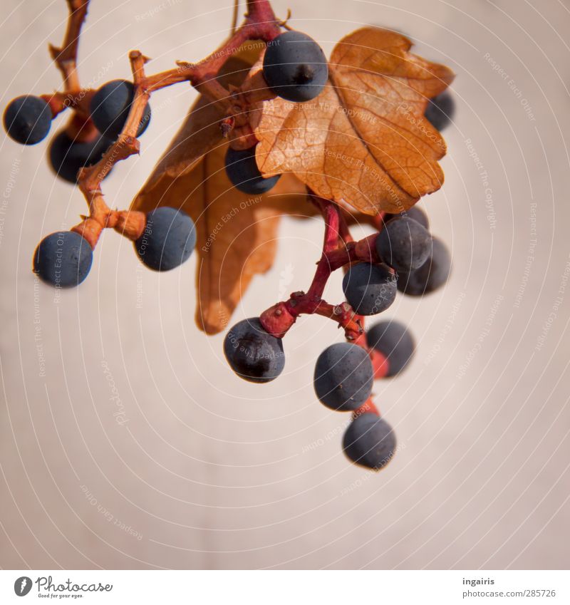 Träubchen Pflanze Herbst Blatt Weintrauben Weinblatt Frucht Mauer Wand hängen dehydrieren rund saftig blau braun violett rot Vergänglichkeit reif Reifezeit