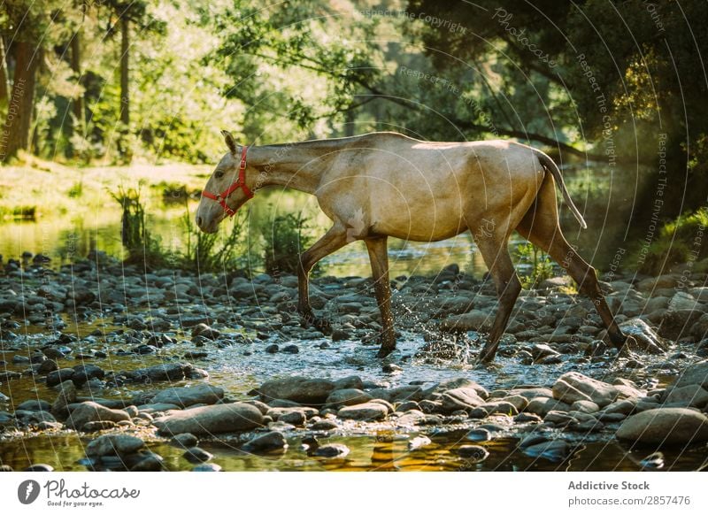Ein Pferd überquert einen Fluss Tier Länder Überfahrt Feld Fohlen Wald grün Landschaft Reiten strömen Wasser wild