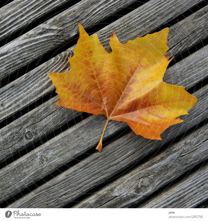 hingeweht Natur Herbst Blatt leuchten liegen eckig trocken einzigartig Farbe Herbstlaub Herbstbeginn Holzbrett Linie gelb Vergänglichkeit fallen wehen