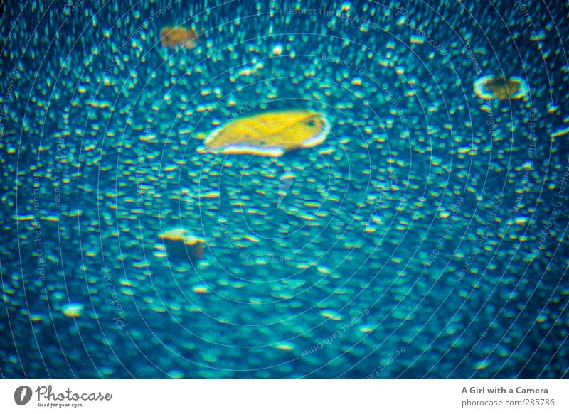 buzz Wasser Blatt blau mehrfarbig gelb Blase Froschperspektive Experiment Unschärfe