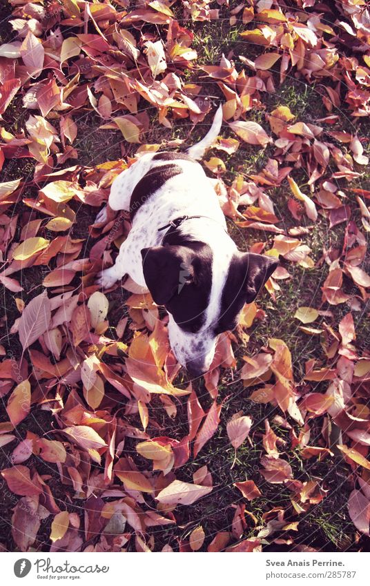laub lina. Herbst Blatt Tier Haustier Hund 1 sitzen Wiese rot gepunktet Farbfoto Gedeckte Farben Außenaufnahme Schwache Tiefenschärfe Vogelperspektive