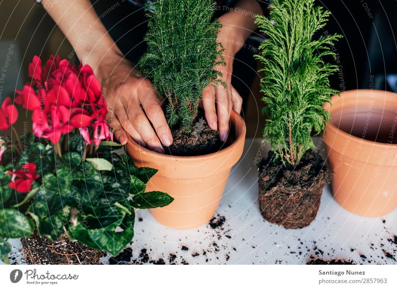Frauenhände transplantieren Pflanze. heimwärts Sau Aussaat Wiederbepflanzung Gartenarbeit Topf Blumentopf Wachstum Farne Mensch Lifestyle Saatgut Düngung