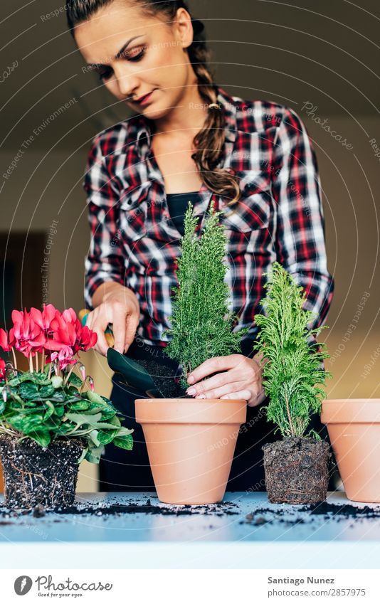 Frauenhände transplantieren Pflanze. heimwärts Sau Aussaat Wiederbepflanzung Gartenarbeit Topf Blumentopf Wachstum Farne Mensch Lifestyle Saatgut Düngung