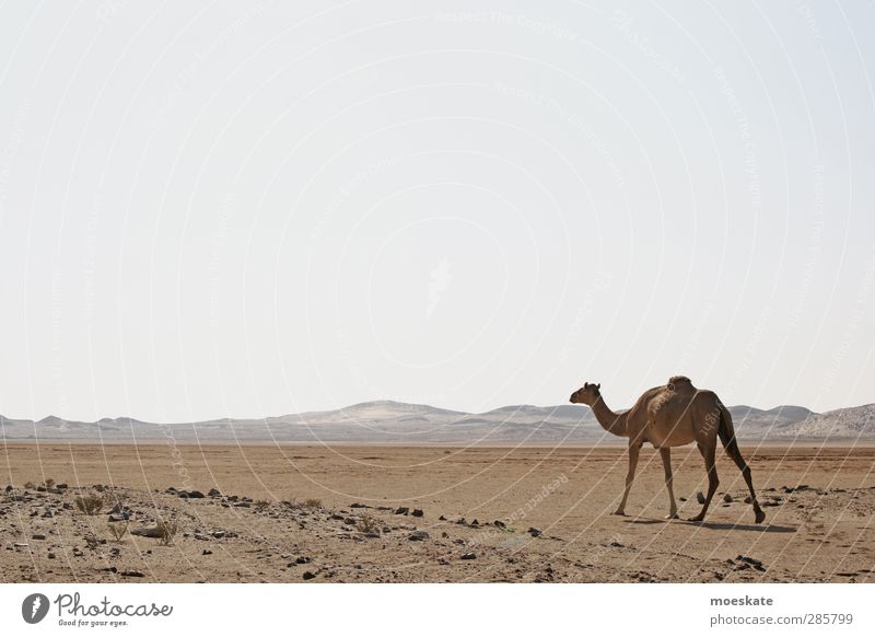 Das Dromedar Kamel Wüste Oman Arabien Einsamkeit Ferne Staub Sand trocken Düne heiß Naher und Mittlerer Osten Morgenland