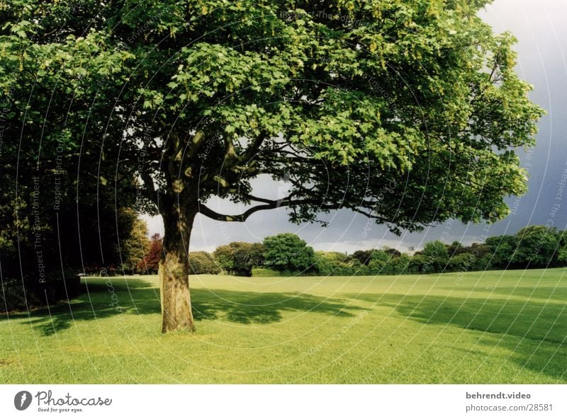 Stadtpark in Dublin (2) Park grün Baum Wiese frisch Leben Republik Irland Rasen Natur