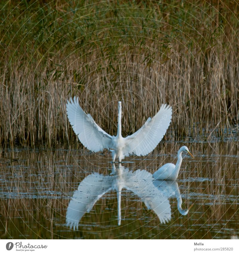 Guru Umwelt Natur Tier Wasser Gras Schilfrohr Seeufer Teich Vogel Reiher Silberreiher 2 stehen natürlich Flügel ausbreiten Breite Spannweite weiß hinten