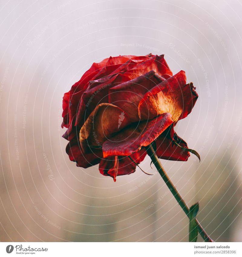 rote Rosenblütenpflanze Blume Blütenblatt Pflanze Garten geblümt Natur Dekoration & Verzierung Romantik Beautyfotografie zerbrechlich Hintergrund neutral