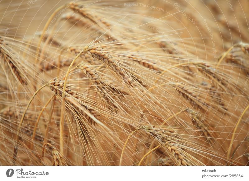 Ernte das Korn Lebensmittel Getreide Bioprodukte Feld Klima Umwelt Wert Farbfoto Detailaufnahme Makroaufnahme Muster Sonnenlicht Unschärfe Starke Tiefenschärfe
