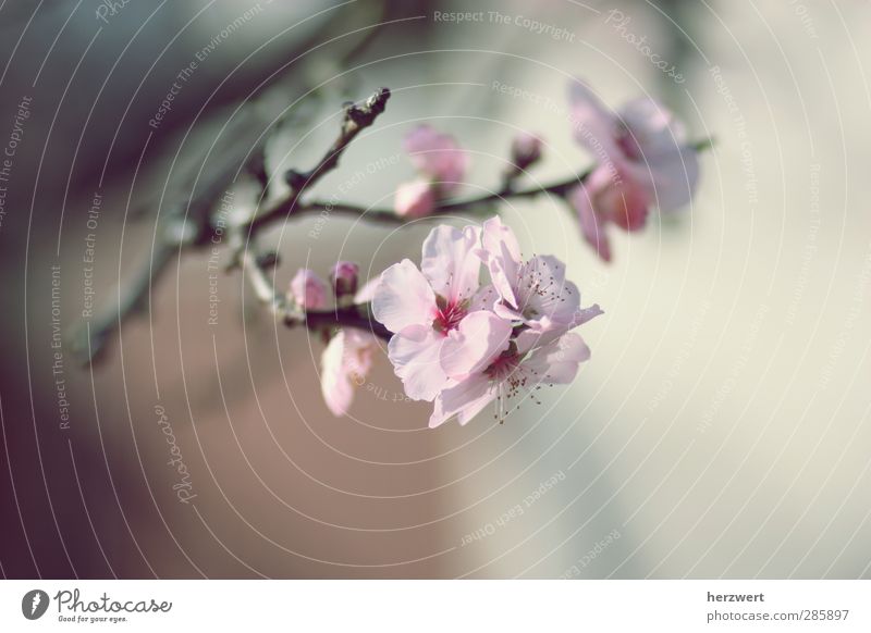 Oh, Frühling! elegant Stil Umwelt Natur Baum Blüte Beginn Erwachen Gedeckte Farben Außenaufnahme Makroaufnahme