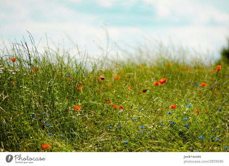 Gras wächst nicht schneller, wenn man daran zieht Himmel Wolken Sommer Schönes Wetter Blume Wiese Müritz Wachstum authentisch frisch schön positiv grün Stimmung