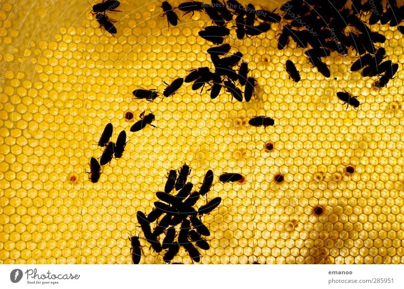 Maja's Kinderstube Lebensmittel Ernährung Natur Garten Wiese Feld Tier Nutztier Biene Flügel Schwarm Arbeit & Erwerbstätigkeit krabbeln stachelig süß gelb gold