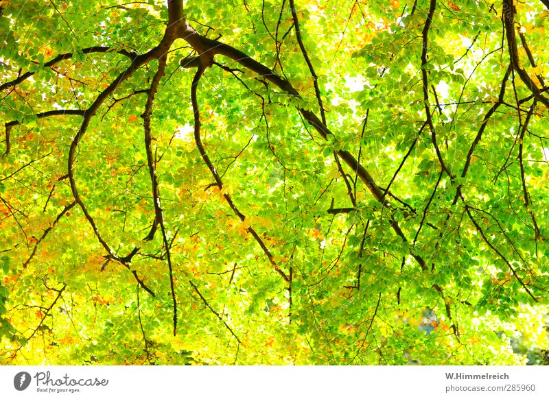Baumkrönung Feierabend Pflanze Sonnenlicht Herbst Klimawandel Schönes Wetter Blatt Wald Park Holz atmen beobachten leuchten authentisch fantastisch fest