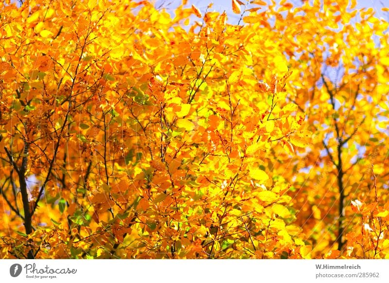 Sommerherbststimmung Herbst Klimawandel Baum Blatt Wald authentisch Bekanntheit gelb gold grün wolfenbÃ¼ttel Wolfenbüttel Farbfoto Außenaufnahme Muster