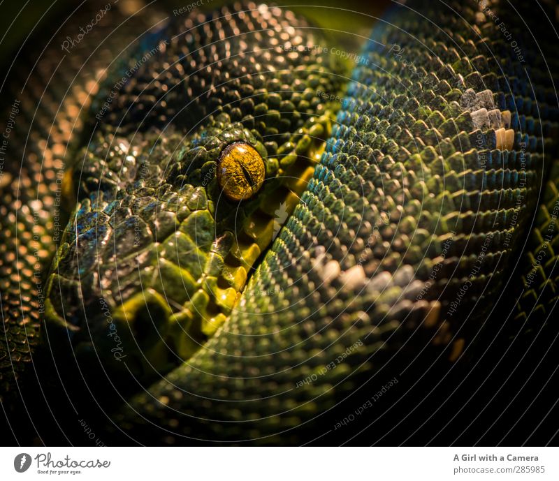 is wat? Tier Wildtier Schlange Zoo Aquarium 1 außergewöhnlich exotisch schön grün unberechenbar Erholung Blick hinterhältig Farbfoto mehrfarbig Innenaufnahme