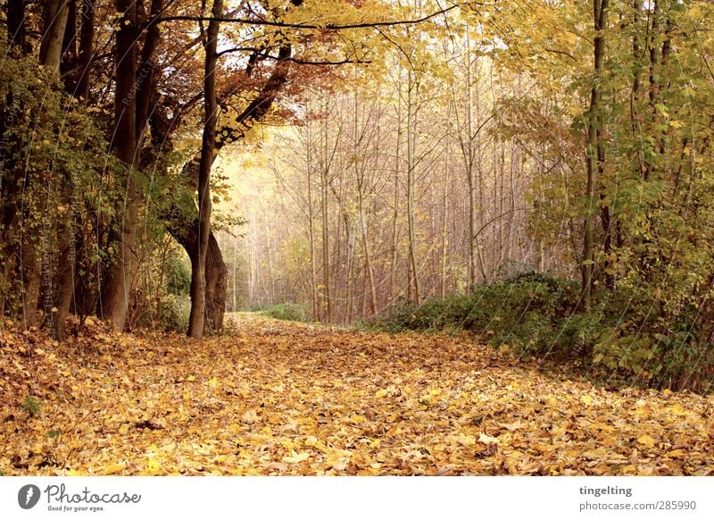 golden Natur Landschaft Erde Herbst Baum Blatt Park Wald verblüht dehydrieren braun gelb grün Spaziergang Sträucher Baumstamm Ast Fußweg Farbfoto Außenaufnahme