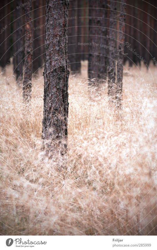 Wolkenwald I Natur Pflanze Herbst Baum Gras Wald Menschenleer ästhetisch Farbfoto Außenaufnahme Tag Kontrast Zentralperspektive