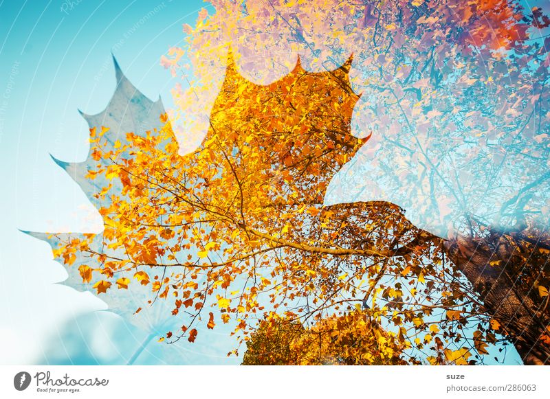 Soulstorm Umwelt Natur Pflanze Herbst Wetter Schönes Wetter Baum Blatt ästhetisch außergewöhnlich nachhaltig blau gelb rot Inspiration Kreativität