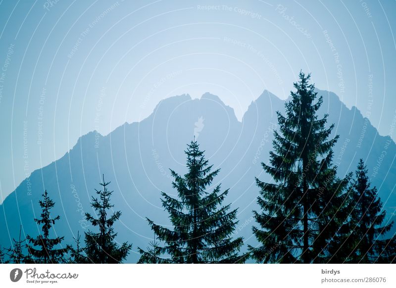 Blaue Berge in Tirol Wolkenloser Himmel Baum Tanne Berge u. Gebirge Tiroler Alpen leuchten ästhetisch außergewöhnlich elegant gigantisch hoch blau Macht