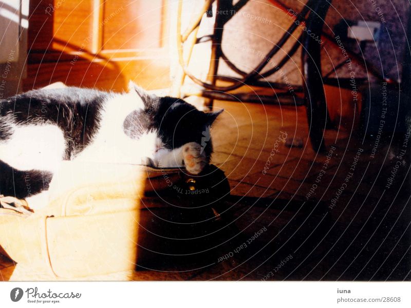 Der Ellbogenschläfer Katze Frankreich schlafen Licht gemütlich weiß Physik träumen Schnurren Sonne Müdigkeit scharz hell Wärme