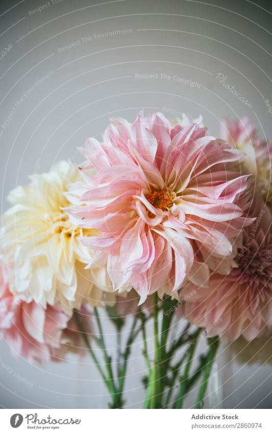 Blumensträuße in Vasen auf dem Tisch Haufen Küchengeräte Blumenstrauß Wasser Wand weiß Holz Grunge Glas frisch retro Pflanze Innenarchitektur Blütenknospen