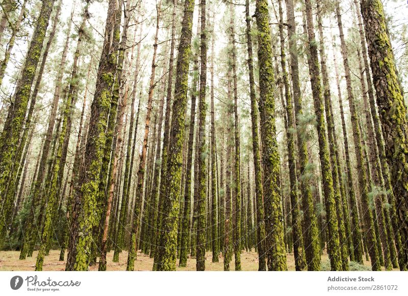 Wald mit moosigen Bäumen Natur Ferien & Urlaub & Reisen Rüssel Moos Höhe Baum hoch Tourismus Landschaft wandern schön Park Abenteuer grün wild Jahreszeiten