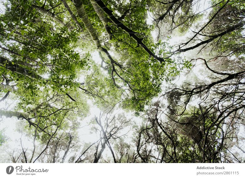 Grüne Baumkronen im Wald Holz Himmel Sonne Höhe Natur erstaunlich Aussicht Pflanze Park schön Sonnenlicht pflanzlich Blatt Wachstum Ast Garten Landschaft frisch