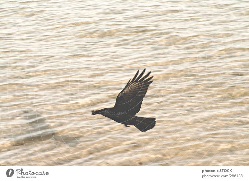 Vogel. Schatten. Wasser Natur Wellen Meer Wildtier 1 Tier fliegen ästhetisch Ferne Wärme weich braun gelb schwarz Stimmung Kraft Warmherzigkeit Abenteuer
