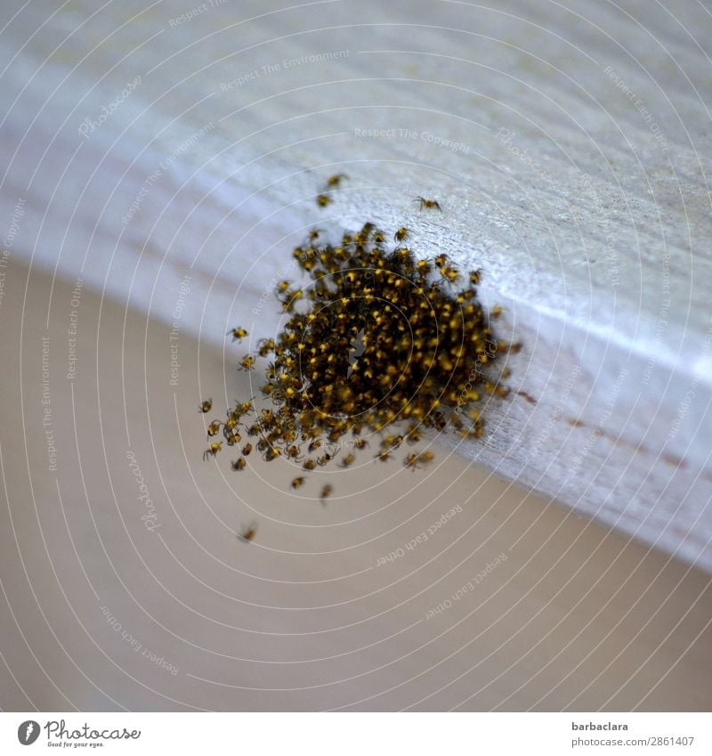 herausragend | Babyspinnennest Umwelt Natur Tier Gebäude Fassade Balkon Spinne Schwarm Tierjunges Holz hängen klein viele wild gold bizarr Leben Wachstum