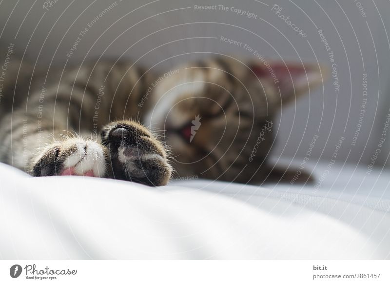 Heute ist Schlafwetter Krankheit Wohlgefühl Zufriedenheit Sinnesorgane Erholung ruhig Tier Haustier Katze Tierjunges genießen liegen schlafen klein braun Glück