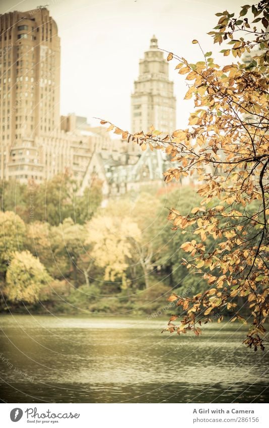 in the park Herbst Baum Park Teich New York City Sehenswürdigkeit Central Park schön braun mehrfarbig Herbstlaub herbstlich Gedeckte Farben Außenaufnahme