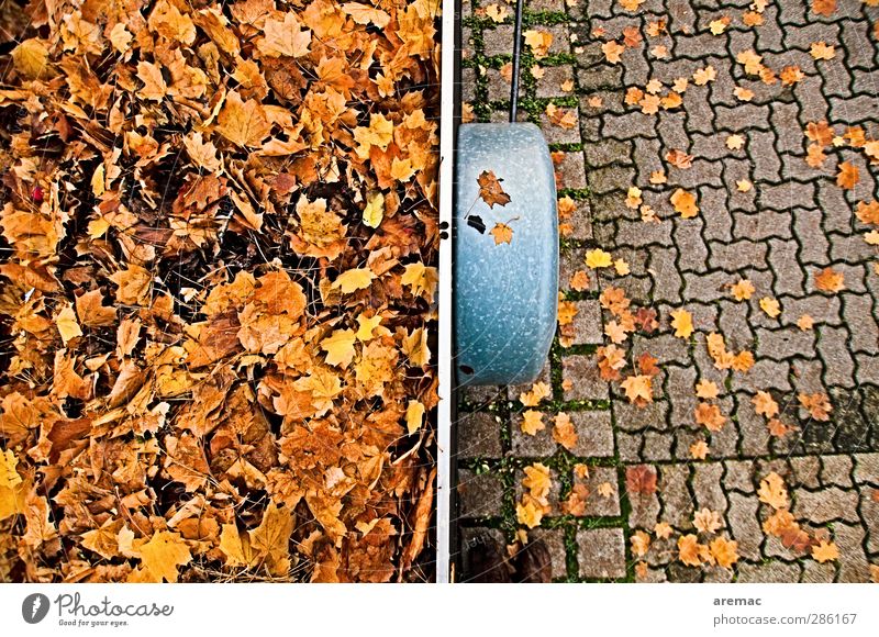 Herbst Pflanze Blatt Verkehrsmittel Straße Anhänger gelb gold Parkplatz ansammeln Güterverkehr & Logistik Reinigen Farbfoto mehrfarbig Außenaufnahme