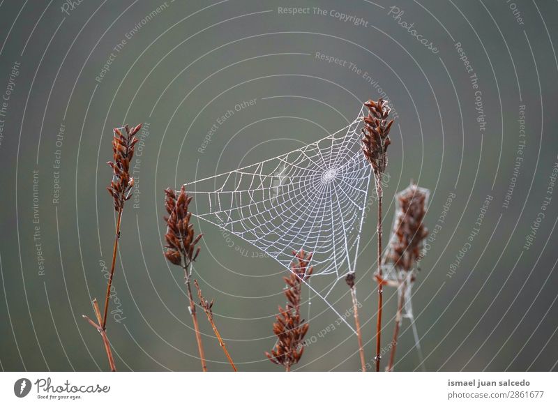 Spinnennetz auf der Blume Internet Tennisnetz Pflanze Frühling Winter Garten Natur Regen Tropfen hell glänzend Außenaufnahme abstrakt Konsistenz Hintergrund