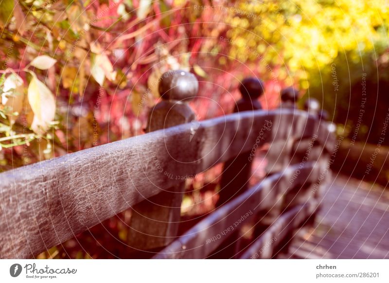 Brücke Umwelt Natur Sommer Herbst Sträucher Park Bach Zufriedenheit Hoffnung Farbfoto mehrfarbig Außenaufnahme Menschenleer Tag Licht Schatten Kontrast