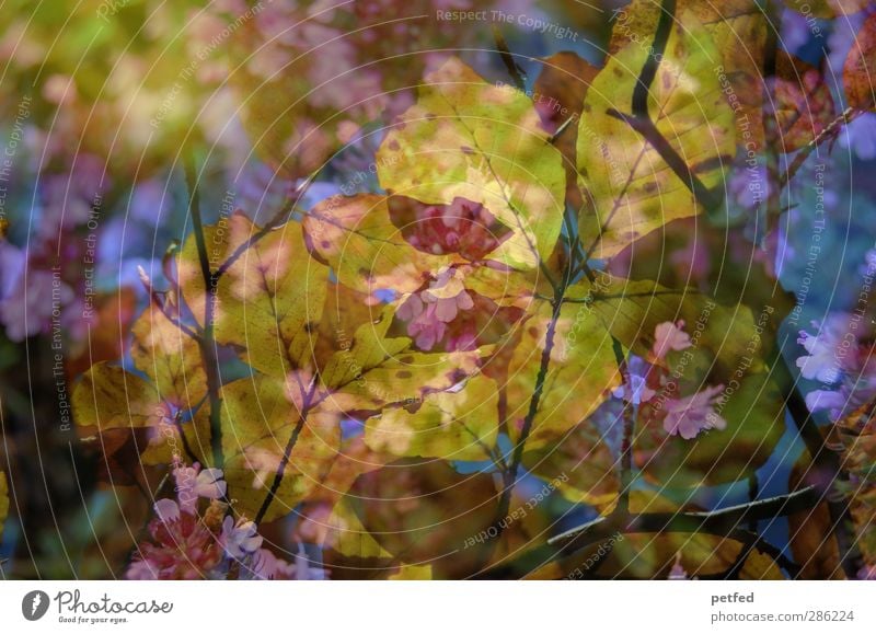 Herbst via Frühling Natur Blume Blatt Blüte Duft mehrfarbig gelb rosa Ast Doppelbelichtung Zweig durcheinander Farbfoto Außenaufnahme Menschenleer Tag