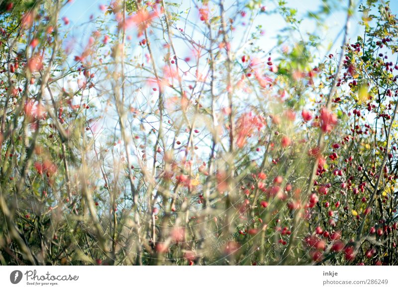 der geheime Garten Umwelt Natur Pflanze Sommer Herbst Schönes Wetter Sträucher Wildpflanze Hundsrose Hagebutten Park Wachstum wild blau grün rot bewachsen eng