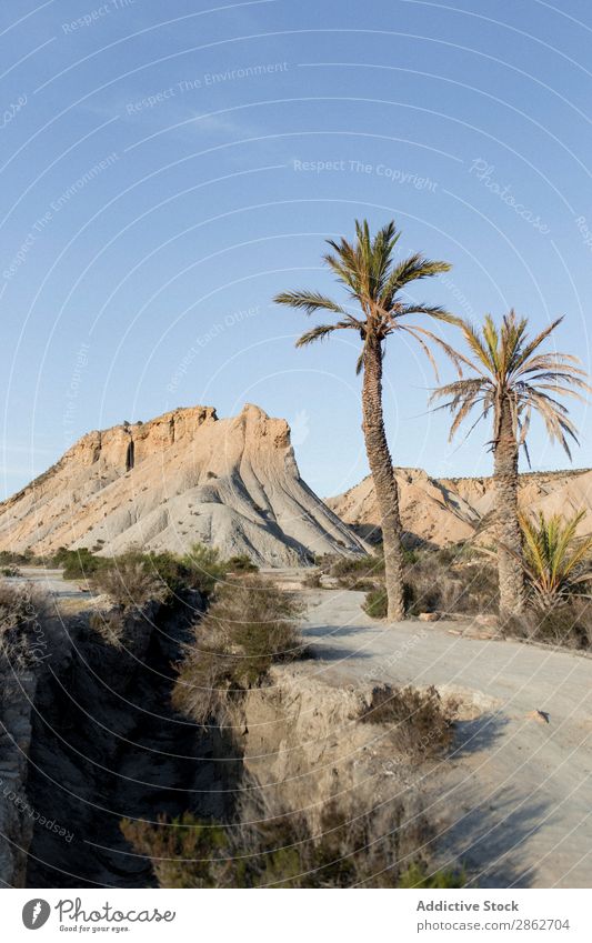 Palmen wachsen an der Düne Handfläche Tourismus Baum Ferien & Urlaub & Reisen Sand Natur Landschaft schön Wüste regenarm Sonnenstrahlen Strand Abenteuer Küste