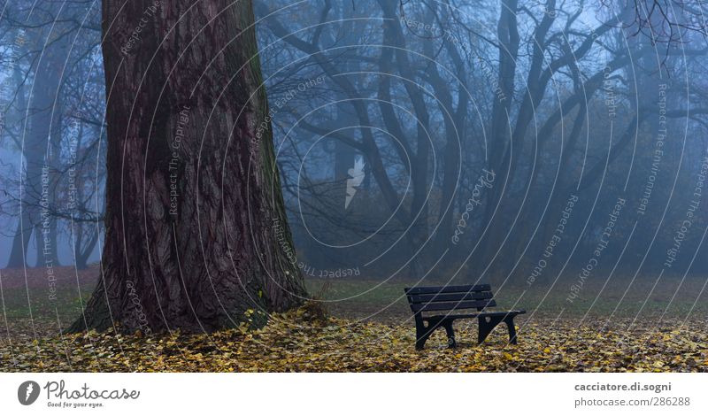 a good place for ghost hunting Landschaft Herbst Nebel Baum Park Parkbank außergewöhnlich bedrohlich dunkel gruselig trist blau braun demütig Traurigkeit Trauer